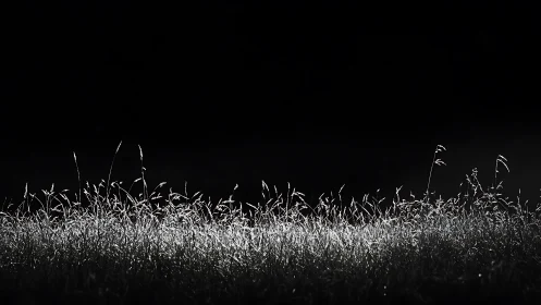 Silhouetted grass line under strong backlighting against black.