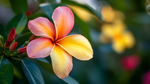 Close-up of yellow pink plumeria flower with foliage background.
