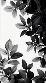 Monochrome botanical leaves framing a bright white space.