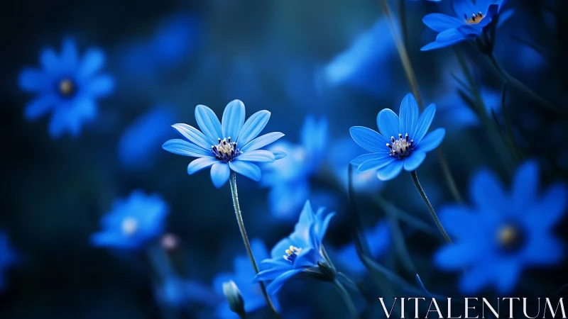 Blue Daisies Dance in Twilight Reverie.