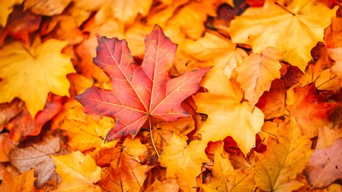 Scarlet maple leaf resting on vivid golden autumn carpet.
