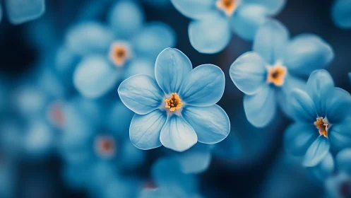 Selective-focus macro study of blue five-petaled blossoms.