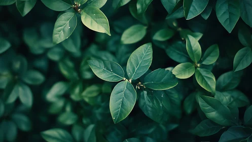 Macro photographic study of glossy green shrub foliage detail