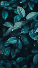 Rain-kissed teal foliage captured with shallow depth of field