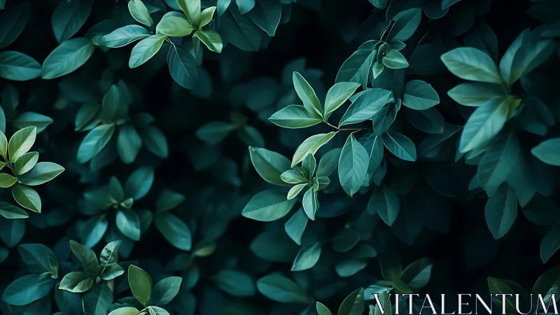 Dense green foliage with layered leaves in soft light.