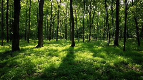 Peaceful sunlit forest with lush green grass in natural style.