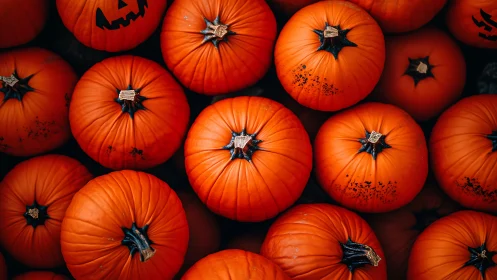 Bright autumn pumpkins gather in a cozy seasonal harvest