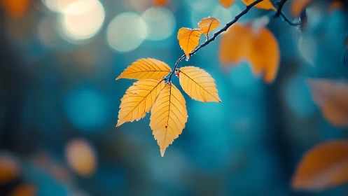 Golden Autumn Leaves on Branch with Soft Blue Bokeh Background.