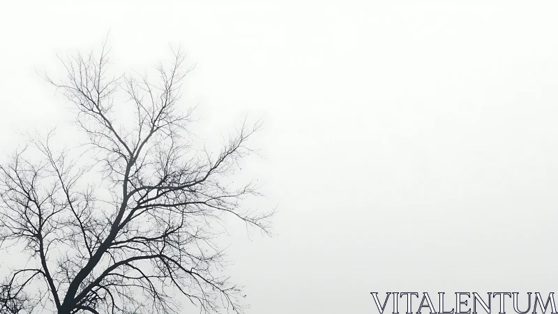 Bare tree branches against minimalist white sky in winter.