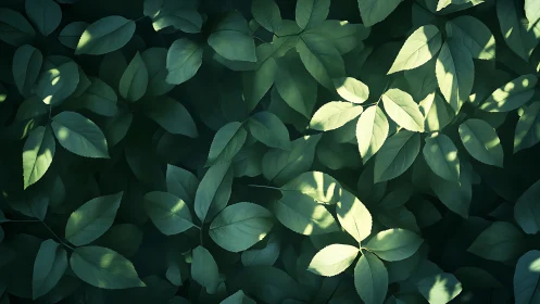 Sunlit green foliage creates a calm, shadow-dappled tapestry
