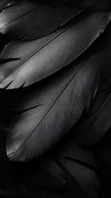Dark raven feathers overlap in moody, dramatic close-up