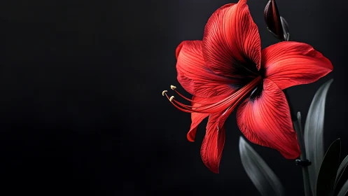 Radiant Red Amaryllis Blooming Against Darkness.