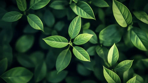 Green plant leaves form sharp focused cluster at center