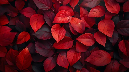Crimson leaf tapestry glows like a quiet autumn wildfire.