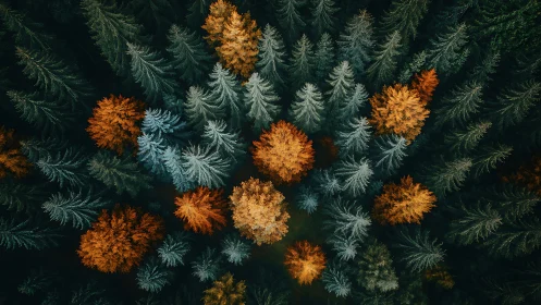 Colorful autumn forest from above in a cozy woodland embrace.