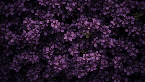 Violet Blooms Choreograph Darkness Into Dense Floral Symphony