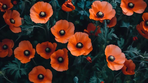 Red poppies with dark teal foliage background
