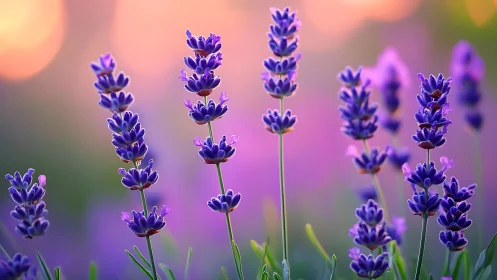 Purple Lavender Field Blooms Against Warm Sunset Glow.