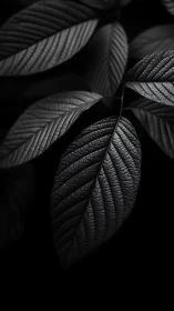 Gentle monochrome leaves glowing softly in the dark.