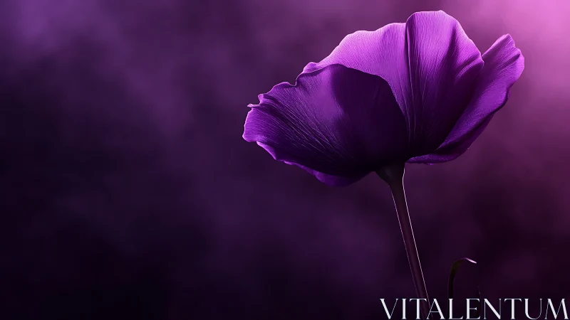 Purple Flower Against Dark Background.