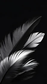 Silver feathers unfold in elegant contrast on deep black