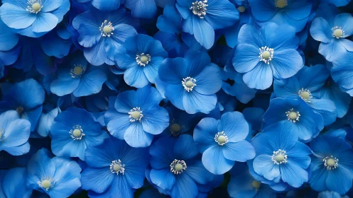 Vibrant Blue Flowers in Full Bloom with Golden Centers
