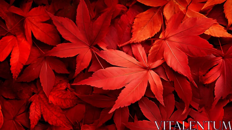 Crimson maple leaves layered in dense autumn tapestry.