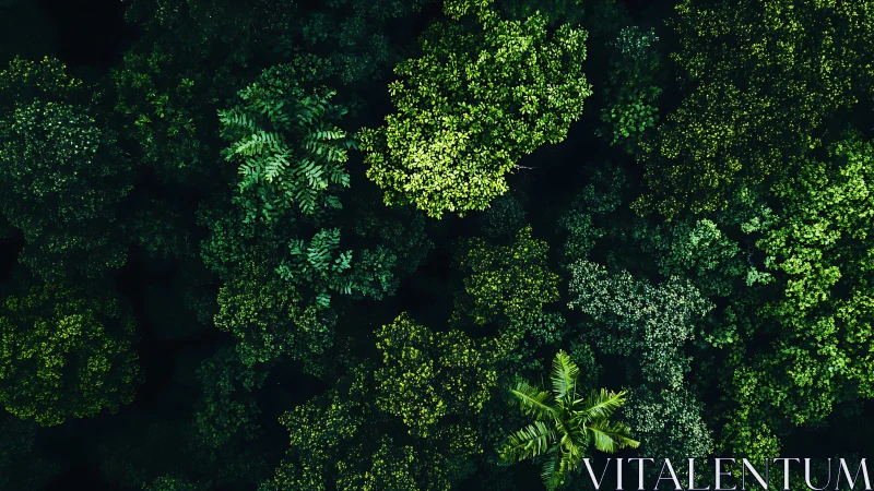Dense Rainforest Canopy Viewed From Above.
