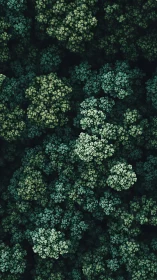 Aerial Forest Canopy with White Wildflowers in Dark Green