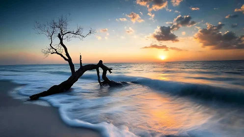 Dead tree lies in shallow surf under vivid ocean sunset sky