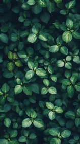 Dense overhead foliage with layered green oval leaves. Period.