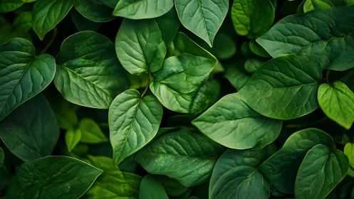 Rich green foliage fills frame with layered leaf textures.