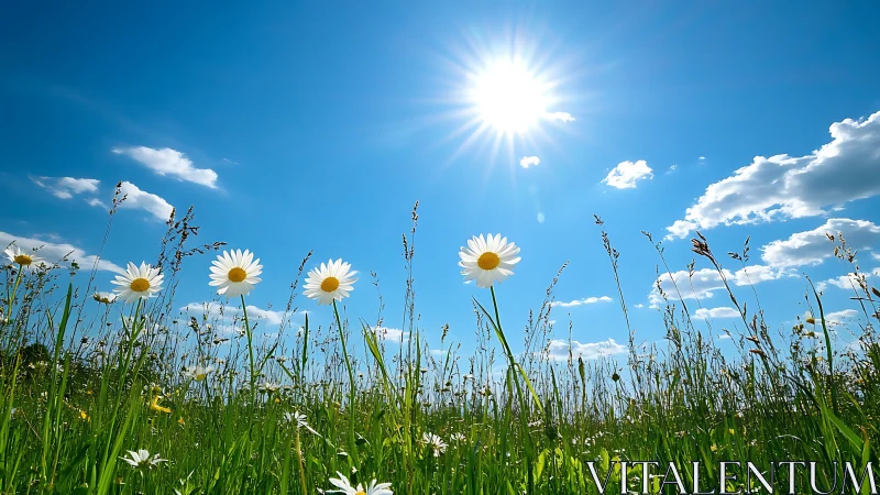 Bright summer daisies under clear blue midday sky.