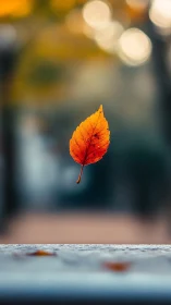 Suspended autumn leaf in shallow depth-of-field bokeh study.
