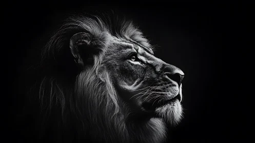 Monochrome lion portrait in dramatic rim lighting profile.