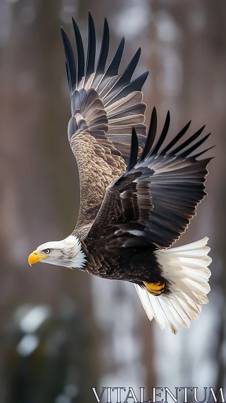 Bald eagle in lateral flight with wings fully extended.