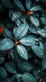 Moody teal foliage with raindrops and warm stem accents.