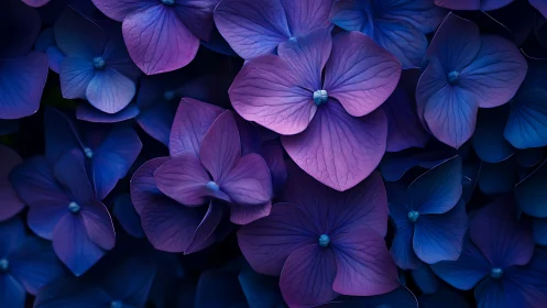 Purple and Blue Hydrangea Petals in Neon Light.