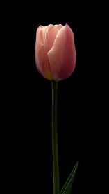 Pink tulip stem on black background, minimalist closeup.