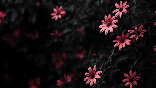 Pink Daisies Against Darkened Foliage: Selective Color Photography.