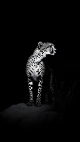 High contrast cheetah portrait isolates form in deep negative space