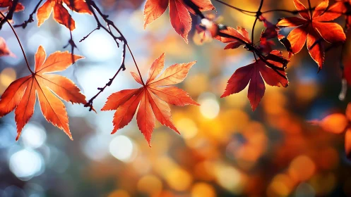Glowing autumn maple leaves dancing in soft golden light.