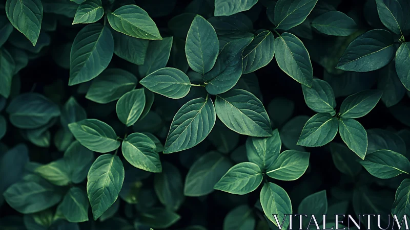 Midnight leaf chorus in quiet emerald hush.