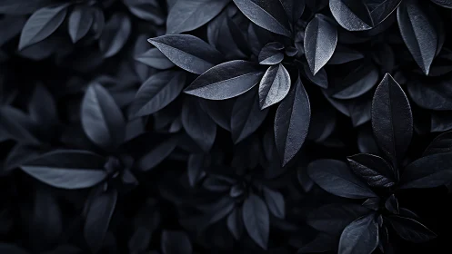 Dark glossy foliage forms dense overlapping abstract pattern