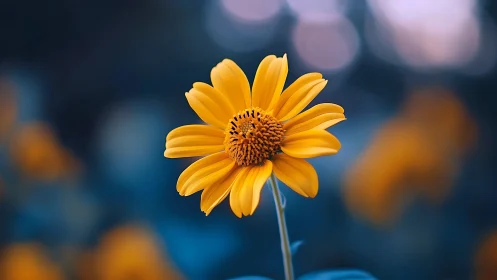 Golden Daisy Bloom Against Blurred Blue Background.
