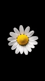 Pure Daisy Bloom Against Deep Black Background