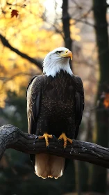 Vertical study of perched raptor with shallow depth-of-field bokeh