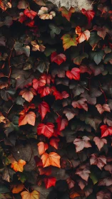 Autumn ivy leaves cascade over stone in rich, moody color.