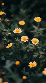Yellow Daisies in Soft Focus Garden Setting.