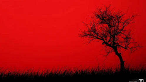 Lone Silhouette Tree Against Striking Red Sunset Background.